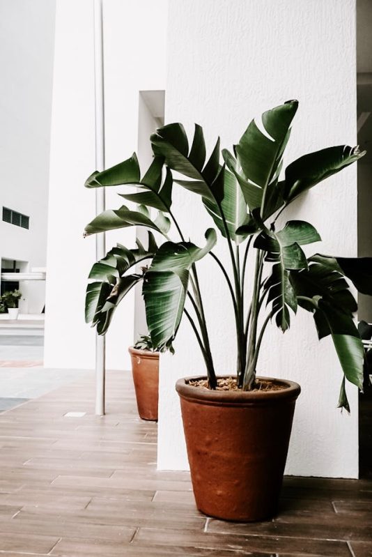 plant